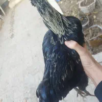 مرغ خروس  و گلین