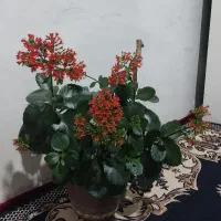 گل خانگی قاشقی