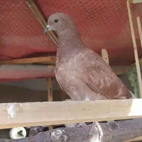 کبوتر پرشی|پرنده|پردیس, فاز ۱|دیوار