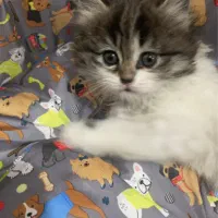 فروش دو گربه اگزوتیک شجره‌دار ۵ ماهه