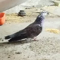 کبوتر نر|پرنده|گلستان (تهران), |دیوار