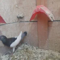 یهودی نر عالی|پرنده|فردیس, شهرک شهید حسینی|دیوار