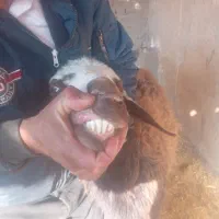 قوچ‌وبره‌نر