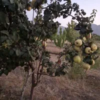 باغ ۱۰۰۰متر