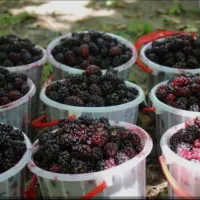 شاه توت درشت و شیرین و ابدار