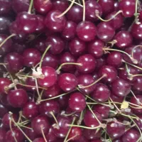 آلبالو و گیلاس