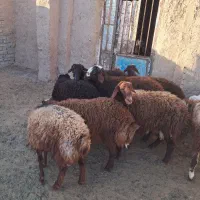 بره نر پای پروار