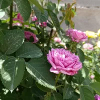 تدریس خصوصی صفر تا صد ریاضی ابتدایی و متوسطه اول