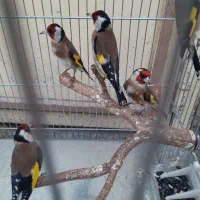 چند عددسهره درجه یک درجه یک