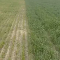 مشاوره تغذیه گیاهان .کود ارگانیک