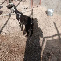 فروش کهره