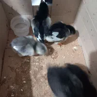 جوجه محلی اصل زیر مرغی