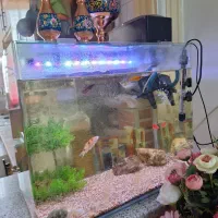 آکواریوم شیشه خم با وسایل کامل