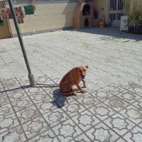 سگ مرغ گوسفند|سگ|مبارکه, |دیوار