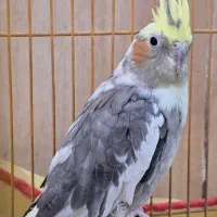 یه جفت عروس هلندی خاص|پرنده|نورآباد ممسنی, |دیوار