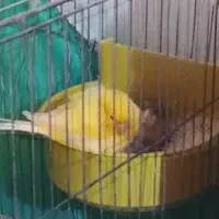 یه جفت قناری