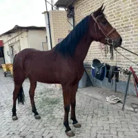 مادیان درشور