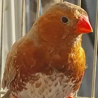 فنچ کینگ فول اورنج