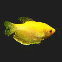 گوارامی طلایی