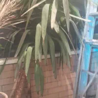 گل وگیاه|گل و گیاه طبیعی|اصفهان, گلستان|دیوار