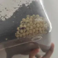 سوپر مولد|خزنده|کرج, فاز ۴ مهرشهر|دیوار