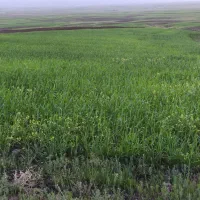 زمین-دیمی-کشاورزی