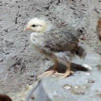 جوجه محلی کبابی|حیوانات مزرعه|سنگر, |دیوار