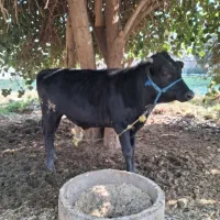 گوساله نر چاق