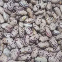 لوبیا چیتی درجه یک