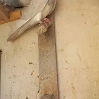 کبوتر|پرنده|مشهد, حیدرآباد|دیوار