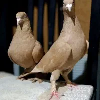 کبوتر یاکفترزردی مُهر