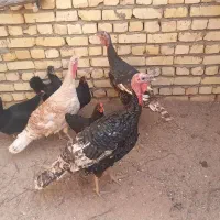 بوقلمون ومرغ وخروس