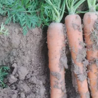 هویج بیجو.|عمدهفروشی|شوشتر, |دیوار