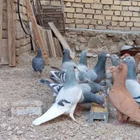 کبوتر پلاکی|پرنده|کازرون, |دیوار