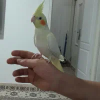 عروس هلندی