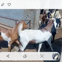 فروشی.|حیوانات مزرعه|وراوی, |دیوار