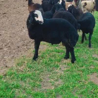 تعداد35راس برە نرشین بش داشتی وزن120کیلو