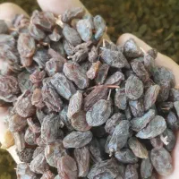 کشمش آفتابی|خوردنی و آشامیدنی|یزد, |دیوار