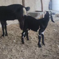 فروش قوچ ـ پازن ـ بز با کهره|حیوانات مزرعه|آبپخش, |دیوار