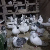 ۵۰ تا کبوتر کله بور