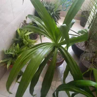 گل طبیعی|گل و گیاه طبیعی|کازرون, |دیوار