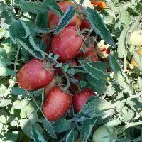 بهترین گوجه با کیفیت بالا