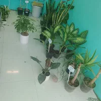 انواع گل گیاه طبیعی