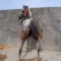 اسب نریون مادیون کره