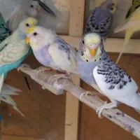 یه‌جایی‌زیر قیمت