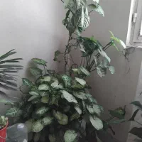 گلهای آپارتمانی و برای فضای باز