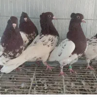 کله سرخ درجه۱