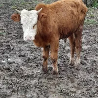 ۸تا ورزا کوله اث یکی از یکی اث تر مال اث