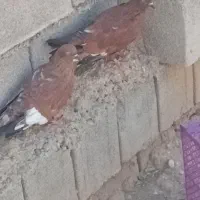 جفت کبوتر کله ای|پرنده|رامهرمز, |دیوار