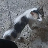 گربه خانگی گمشده|حیوانات|اهواز, گلستان|دیوار